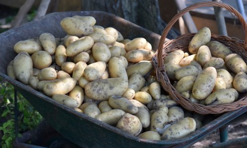 Mladići s polja u Međimurju ukrali pola tone krumpira: Jedan uhićen, dvojica u bijegu