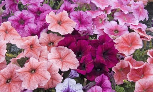 Ova divna i izdržljiva biljka ukrašavat će vaš vrt do duboko u jesen, a evo na što trebate paziti