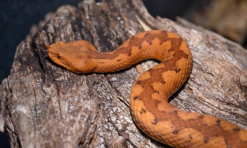 Dječaka kod Trogira ugrizao poskok, hitno prevezen u splitsku bolnicu