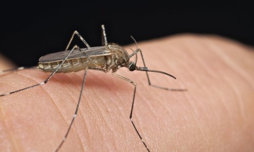 Virus Zapadnog Nila u Hrvatskoj: Dvoje završilo u bolnici, sumnja se da su zaraženi deseci