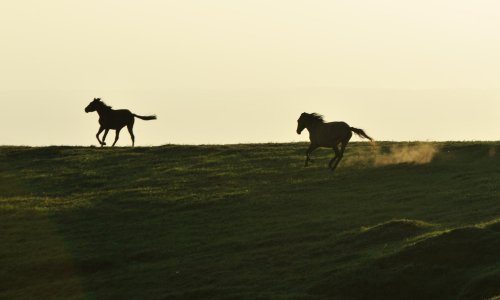 Nakon 200 godina divlji konji vraćaju se u stepu Kazahstana