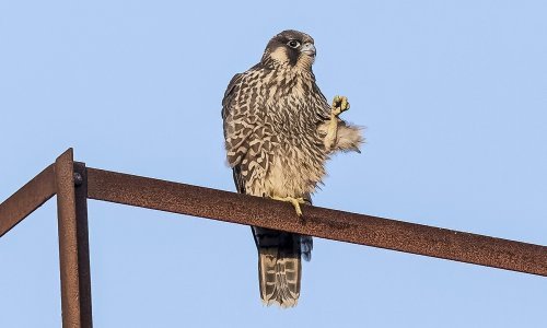 Akcija spašavanja na đakovačkom korzu: Mladi sokol vraćen u gnijezdo