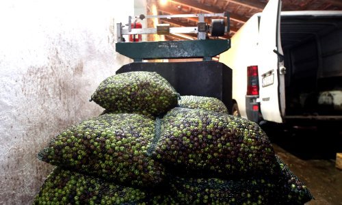 Maslinarima i uljarima kasne potpore, traže sastanak s novim ministrom