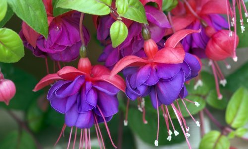 Postoji li ljepši dodatak vrtu? Ovo predivno cvijeće buja cijelo ljeto