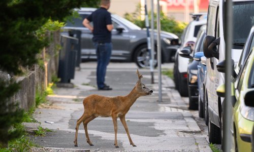 Evo zašto svako malo srećemo divlje životinje na ulicama gradova