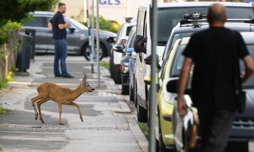 Neobičan prizor na zagrebačkim ulicama: Izgubljeni srndać luta Sigetom