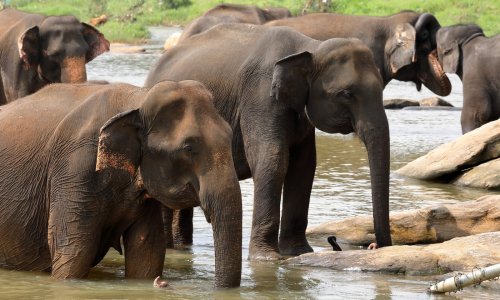 Nevjerojatna priča o uspjehu: Sve je krenulo od slonova, a sada mogu spasiti planet