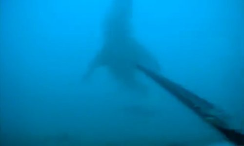 Ronilac uspio odbiti napad velike bijele psine