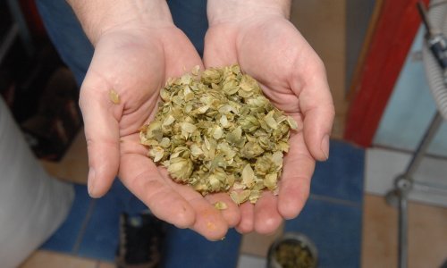 Njemačka ponovo na svjetskom vrhu u proizvodnji hmelja