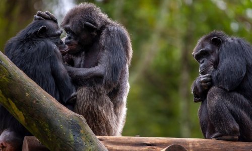 Fascinantno! Pogledajte kako divlje čimpanze liječe i ublažavaju bolove