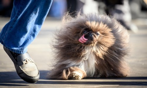 Ovo je pekinezer koji je u svom petom pokušaju pobijedio na izboru za najružnijeg psa