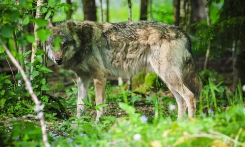 Žena na trčanju zalutala u safari zonu, izgrizli je vukovi. Bore joj se za život