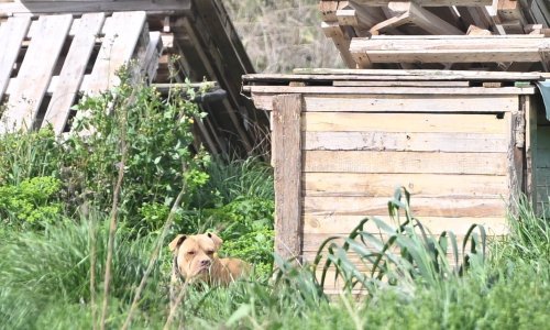 Zlostavljao je dva vuka i 67 pasa, ali i dalje radi u bolnici kao - psihijatar