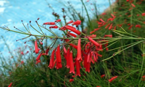 Voli sunce: Ova divna biljka tako je lagana za uzgoj, a cvate sve do kraja ljeta