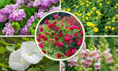 Ove prelijepe biljke nikad nemojte saditi blizu ruža jer će ih potpuno uništiti