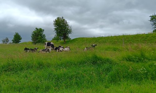 Danski stočari odahnuli, plaćat će porez na ugljik
