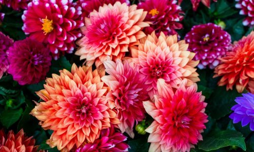 Cvijet koji se isplati imati u vrtu: Raste kao 'lud' i cvate u predivnim bojama sve do kasne jeseni