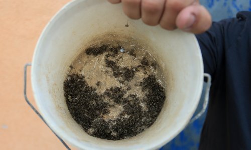 Osijek na vrhuncu najezde komaraca, kreću tretmani zemlja-zrak