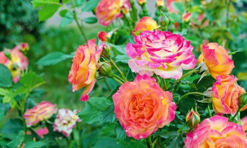 Za raskošan cvat i bujan rast: Ruže se nikada ne bi trebale saditi kraj ovih biljaka