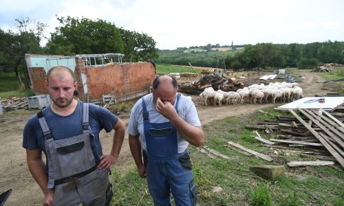 Očajni stočari plaču: Pijavica poharala imanje, stradale im ovce, a vjetar odnio krov