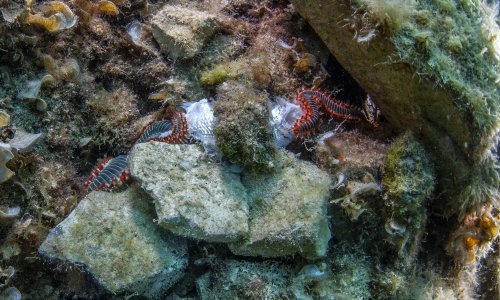 Vatreni crv snimljen u Jadranu: Prelijepo izgleda, ali susret s njim može biti jako bolan