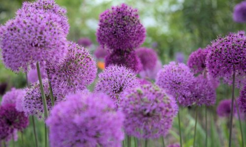 Lijepa i korisna: Evo kako uzgojiti ovu biljku prekrasnih velikih cvjetova