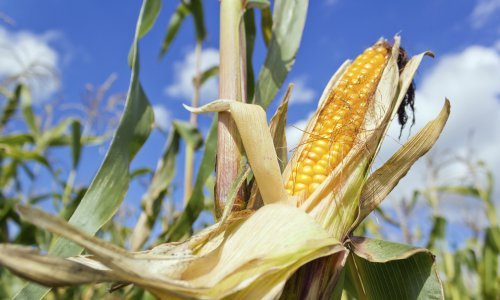 Proizvodnja kukuruza za petinu manja nego lani
