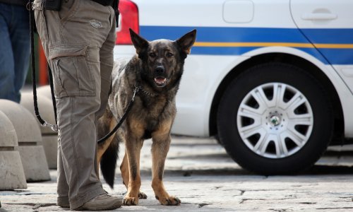 Psa bez brnjice vezala na ulaz policijske postaje, pa zaradila prijavu