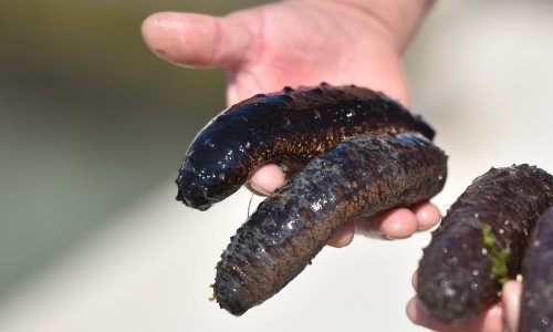 U Štinjanu uhićeni zbog izlova zaštićenih morskih trpova