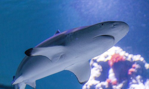 Preživjeli su sve prirodne katastrofe, sada su suočeni s najvećom prijetnjom