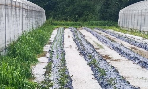 Nevrijeme uništilo poznati OPG: 'Zagrepčani će ostati bez povrća, a naši ljudi bez posla‘