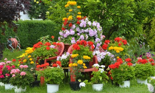 Predivne ruže sade se i u tegle - ovo je sve što trebate znati