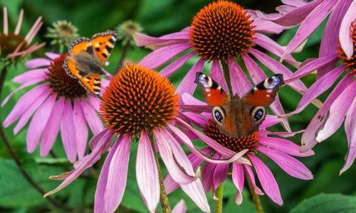 Prirodno 'oružje' protiv prehlade i gripe: Ovaj dodatak prehrani isplati se probati