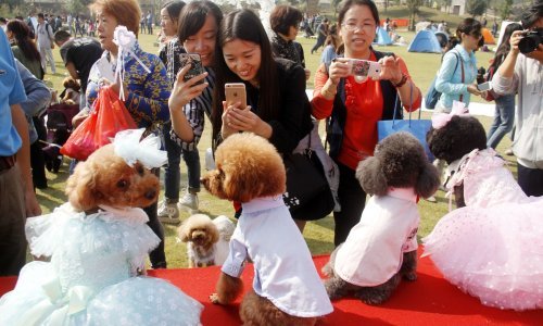 U Kini sve popularnija pseća vjenčanja: Razmjenjuju zavjete, a imaju i svadbenu tortu