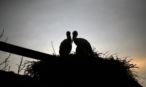 BBC snimio dokumentarac o Malenoj i Klepetanu