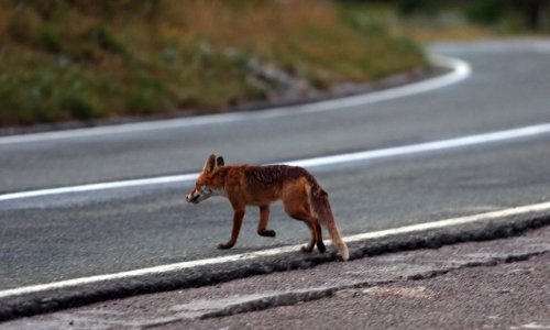 HAC zbog lisice na autocesti mora platiti gotovo 25.000 eura