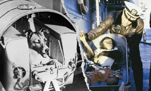 Lajka nije jedina: Pogledajte koje su sve životinje ljudi poslali u svemir