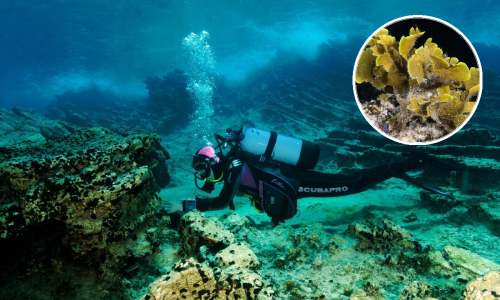 Strahovita biološka invazija u Jadranu! Uočite li ovo, obavezno javite Institutu