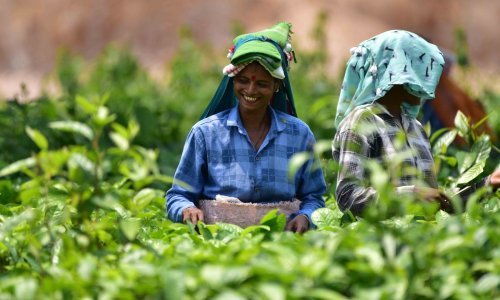 Cijene čaja u Indiji snažno porasle, toplinski valovi i poplave prave nered na tržištu