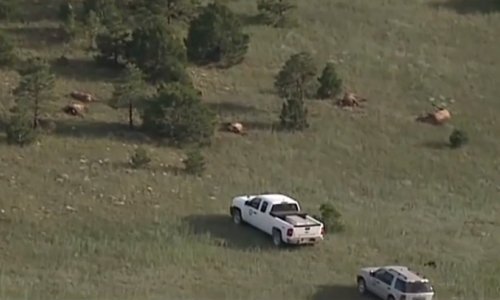 Tko je kriv za smrt 120 jelena? Svemirci?