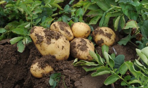 Nestaje stotine kilograma: U Međimurju od lopova krumpire u poljima štite dronovima