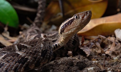 Neuobičajena metoda istraživanja: Brazilski znanstvenik stao na zmije 40.000 puta