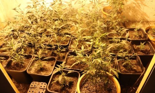 Policija u Zagrebu pronašla laboratorij za uzgoj marihuane