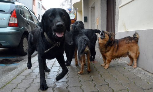 Nevjerojatno koliko ljudi napusti životinje u Hrvatskoj: To govori o nama kao društvu