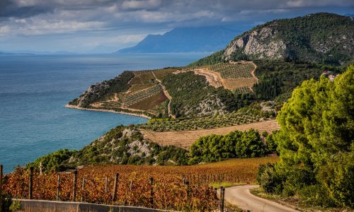 Vinogradi Rizman proglašeni su najljepšima u Europi: Hrvati 'prešišali' Talijane i Francuze