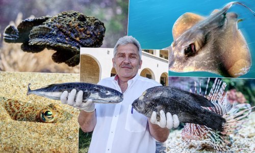 Morski psi su najmanji problem - evo čega se treba paziti u Jadranu