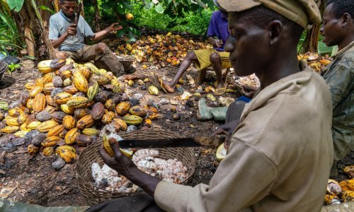 Katastrofalan urod podigao cijene kakaovca na svjetskim tržištima