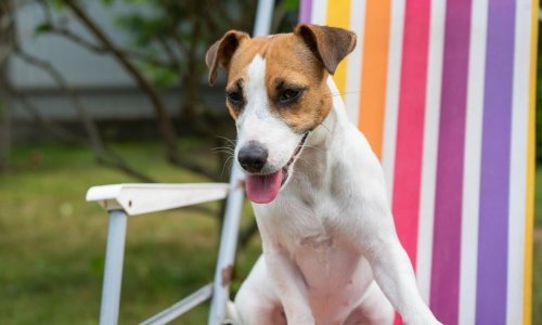 Kako spriječiti toplotni udar kod pasa: Ovo je pet učinkovitih metoda