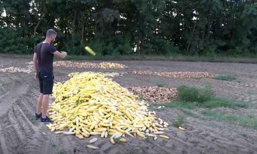 Uzgajivači iz Virovitice bacili tone povrća: 'Ima da te nema'