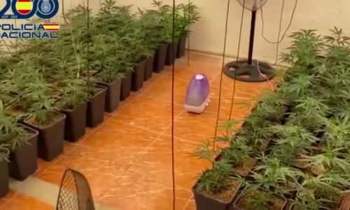 Zaplijenjeno 1000 stabljika trave, ali pravo otkriće je bila metoda slanja robe